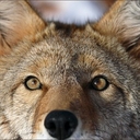 Avatar of user coyoteology