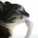 Avatar of user Goon Quotes