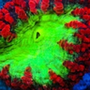 Avatar of user neonxopa