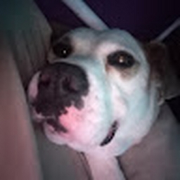 Avatar of user Lolbitlovesfood