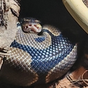 Avatar of user MerlinDaSnek