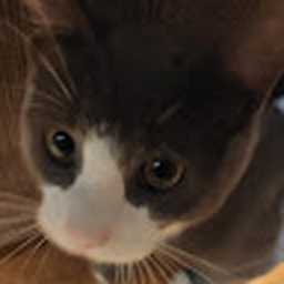 Avatar of user tiredlyaprill