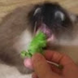 Avatar of user nurmus