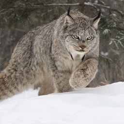 Avatar of user LYNXX