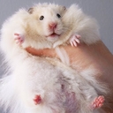 Avatar of user omiomiomi