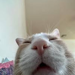 Avatar of user bartspidey55