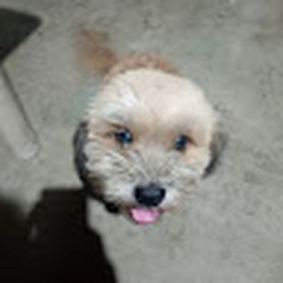 Avatar of user Brandoooos