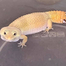 Avatar of user Wildcarde