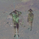 Cover of album In Jest by solar plexus