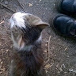 Avatar of user Boredteen