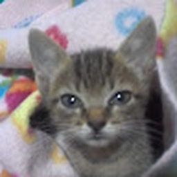 Avatar of user Flingang