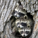 Avatar of user Greenfly74