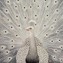 Avatar of user JayT0103