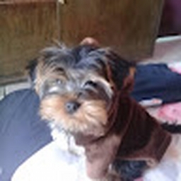 Avatar of user ladybaphy