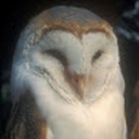 Avatar of user followerfish