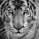 Avatar of user Rayden956