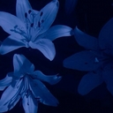 Avatar of user Christylovesmusic