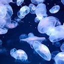 Avatar of user Dragonia6645