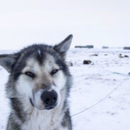 Avatar of user sixth