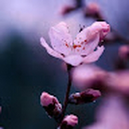 Avatar of user bellabears31