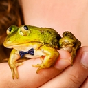 Avatar of user yomigekaas