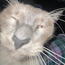 Avatar of user HanksterPhill