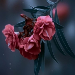 Avatar of user unknown0001