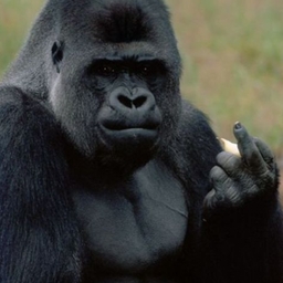 Avatar of user MEEPMOP