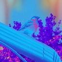 Cover of album Elements by Foxgeef