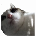 Avatar of user judys