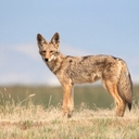 Avatar of user thatoneweirdweirdo