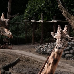 Avatar of user pub50mbs