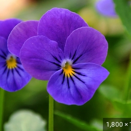 Avatar of user Lynnbearpig