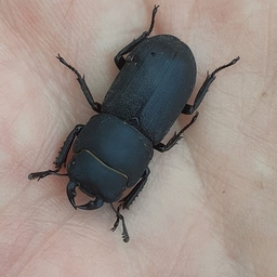 Avatar of user Deremor