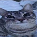 Avatar of user emilkaare