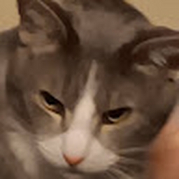 Avatar of user austincheeseburger5