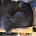 Avatar of user kittylover123