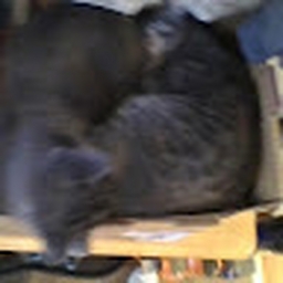 Avatar of user kittylover123