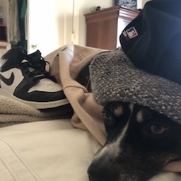 Avatar of user Ashyolikemusic