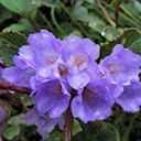 Avatar of user Sheela