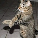 Avatar of user Gabitollol