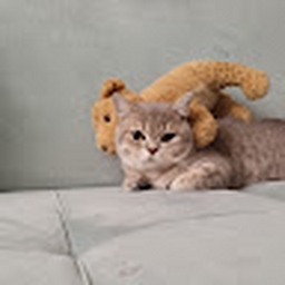 Avatar of user QwexrpCATEGORIES