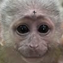 Avatar of user lilking123456