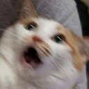 Avatar of user AriaGoneVocal