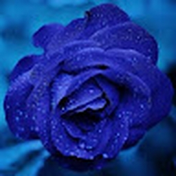 Avatar of user kyson_718