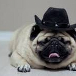 Avatar of user puggmzter