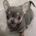 Avatar of user JSpeerlikesBeer