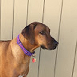 Avatar of user Pilar-Purvis