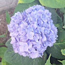 Avatar of user beanooze