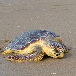 Avatar of user kovatchrh